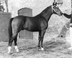 stallion Navarra I (Holsteiner, 1962, from Nautilus xx)