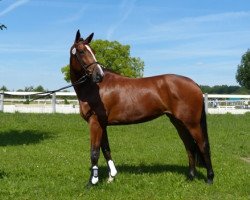 broodmare Uniteds Maerchen (Hanoverian, 2010, from United)