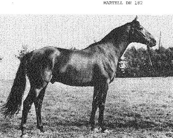 stallion Martell I (Holsteiner, 1966, from Marlon xx)
