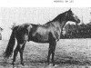 stallion Martell I (Holsteiner, 1966, from Marlon xx)