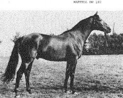 stallion Martell I (Holsteiner, 1966, from Marlon xx)