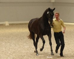 broodmare H. Ekwadors Märchen (Hanoverian, 2011, from Ekwador)