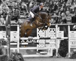 stallion Balou (Oldenburg show jumper, 2010, from Balou du Rouet)