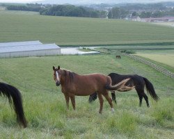 broodmare Oseille Floreval (Selle Français, 2002, from Damiro)