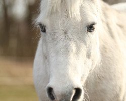 horse Champion of Sarina (German Riding Pony, 1997, from Galants A)