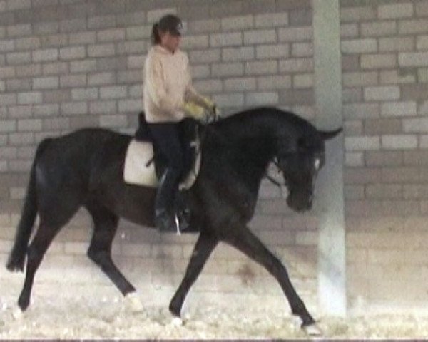 broodmare Shadow Lady (Oldenburg, 2002, from Sandro Song)