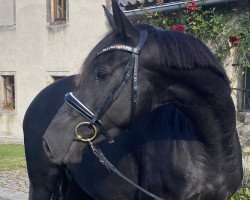 broodmare Gefährtin (Trakehner, 2014, from Goldschmidt)