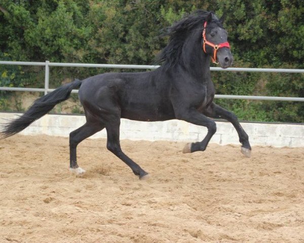 Pferd DIEGUITO (Lusitano, 2012)