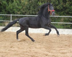 Pferd Dieguito (Lusitano, 2012)