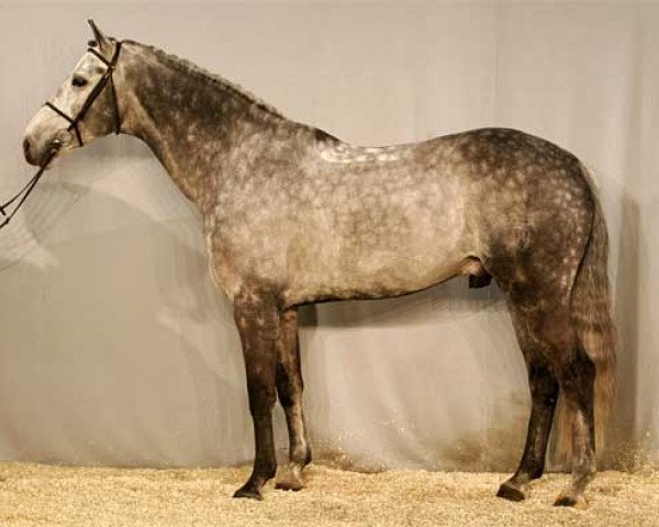 stallion Carland (Holsteiner, 1999, from Contender)