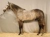 stallion Carland (Holsteiner, 1999, from Contender)