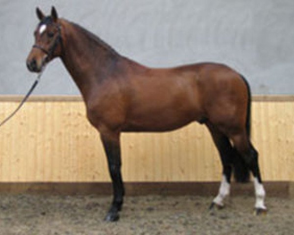 stallion Caricello (Holsteiner, 2000, from BB Carvallo)