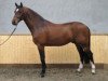 stallion Caricello (Holsteiner, 2000, from BB Carvallo)