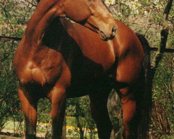 stallion Rousky Lagrange (Anglo-Arabs, 1983, from Lord Charriere x)