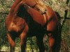 stallion Rousky Lagrange (Anglo-Arabs, 1983, from Lord Charriere x)