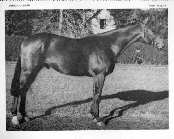 stallion Demon Dissipe II AA (Anglo-Arabs, 1966, from Djerba Oua ox)