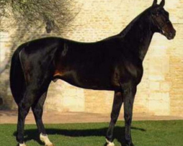 stallion Sarastro AA (Anglo-Arabs, 1984, from Nightko)