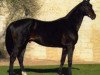 stallion Sarastro AA (Anglo-Arabs, 1984, from Nightko)