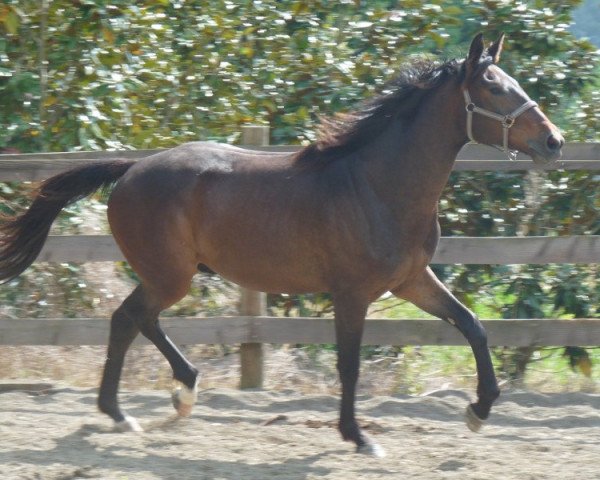 Springpferd Utom D'Engandou (Anglo-Araber, 2008, von Sarastro AA)