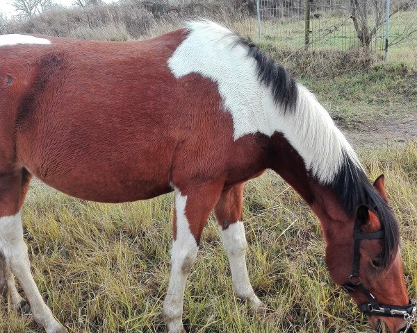 Pferd Chayenne (Pony ohne Rassebezeichnung, 2012)
