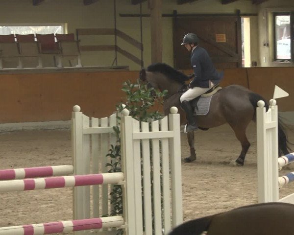 Reitturnier Viernheim 2019