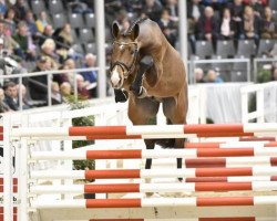 stallion Askarba (Hanoverian, 2013, from Askari)