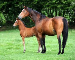 broodmare I-Gaia M (Holsteiner,  , from Gaspari I)