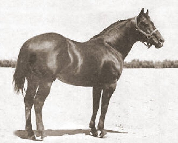 Deckhengst King (Quarter Horse, 1932, von Zantanon)