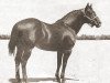 Deckhengst King (Quarter Horse, 1932, von Zantanon)