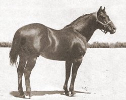 Deckhengst King (Quarter Horse, 1932, von Zantanon)