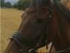 dressage horse Lancet Girl (KWPN (Royal Dutch Sporthorse), 2000, from Lancet 2)