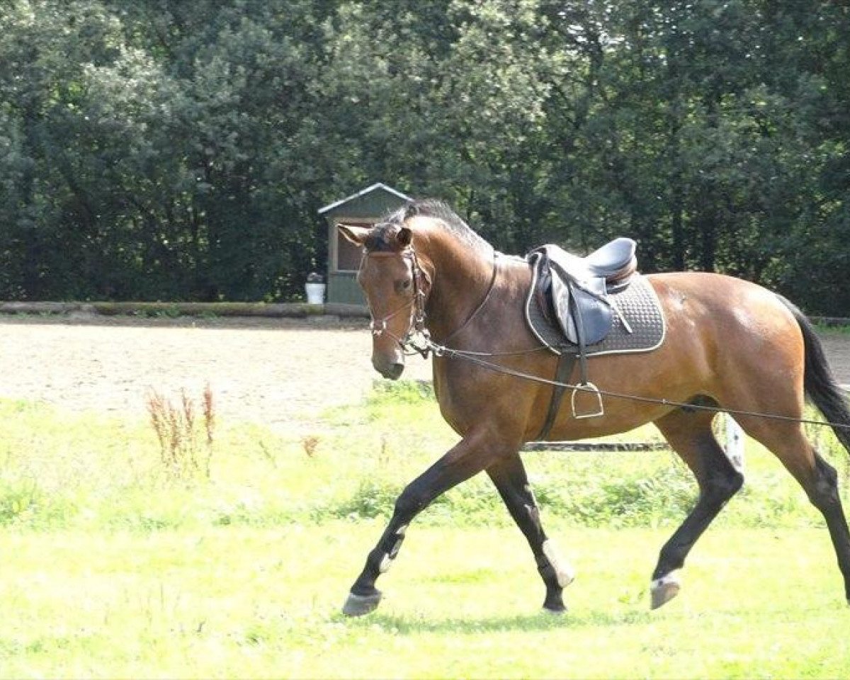 Springpferd Herslev Mark's Cosmo (Dänisches Warmblut, 2007, von Con Cosmos)