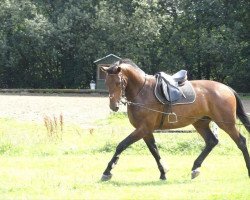 Springpferd Herslev Mark's Cosmo (Dänisches Warmblut, 2007, von Con Cosmos)