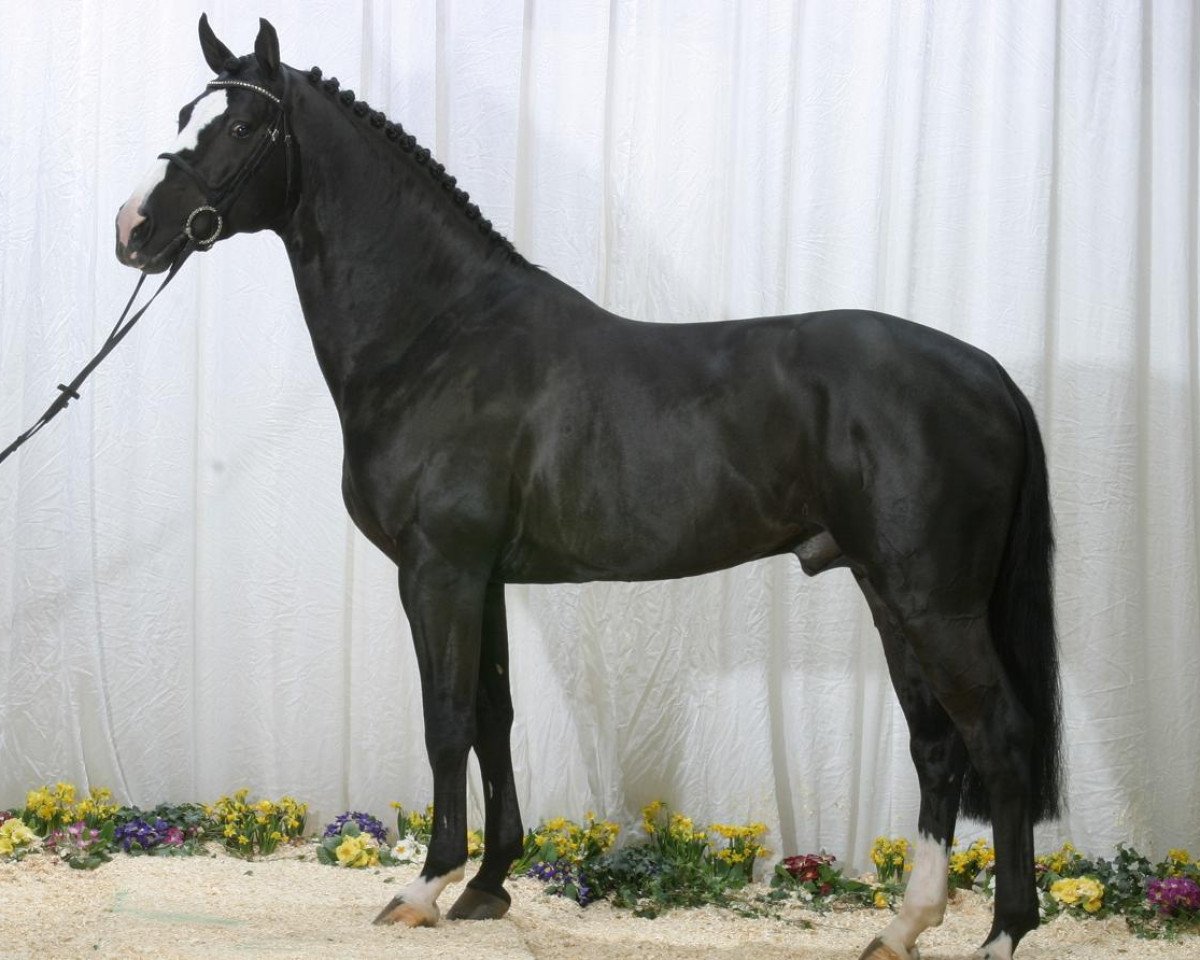 stallion Ulrich Z (Belgian Warmblood, 1997, from Darco)