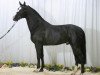 stallion Ulrich Z (Belgian Warmblood, 1997, from Darco)