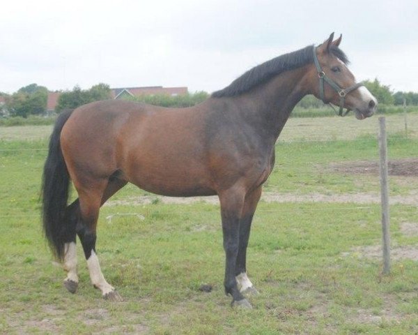 broodmare Herslev Mark's Uniq (Danish Warmblood, 2005, from Ulrich Z)