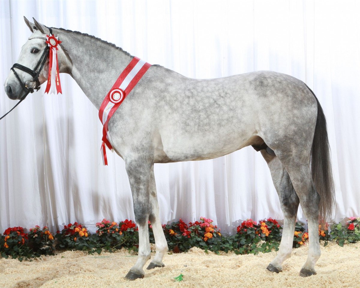 stallion Chellys Z (Zangersheide riding horse, 2004, from Chellano Z)