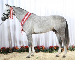 stallion Chellys Z (Zangersheide riding horse, 2004, from Chellano Z)