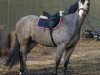 Pferd Herslev Mark's Chelina (Dänisches Warmblut, 2010, von Chellys Z)