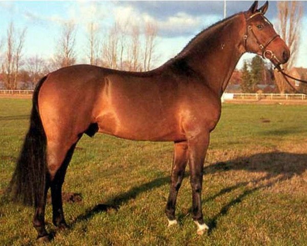 stallion Larno (Holsteiner, 1987, from Landgraf I)