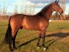 stallion Larno (Holsteiner, 1987, from Landgraf I)