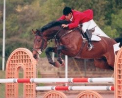 stallion Santo Domingo La Silla (Holsteiner, 1996, from Calando I)