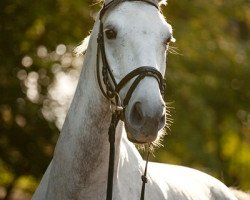 jumper Nerino K (Zangersheide riding horse, 2004, from Nelson Z)