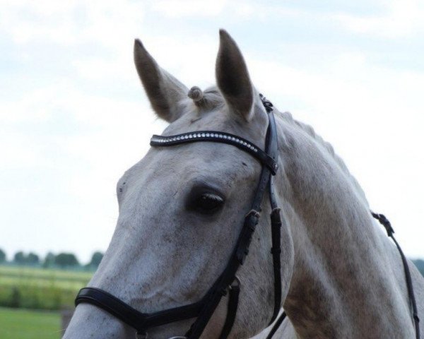 broodmare Levpose (German Sport Horse, 2010, from Pumped Up Kicks)