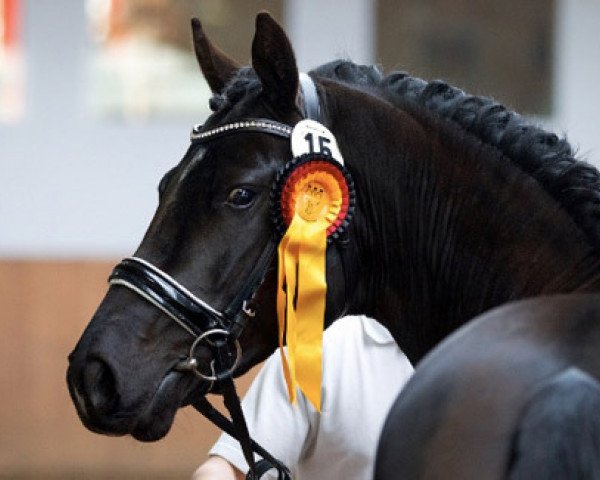 stallion Very Black G (German Riding Pony, 2012, from Vom Feinsten G)
