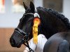 stallion Very Black G (German Riding Pony, 2012, from Vom Feinsten G)