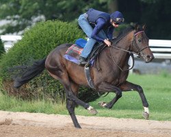 horse Panyu xx (Thoroughbred, 2006, from Monsun xx)