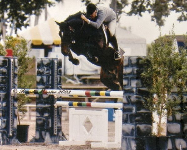 stallion Rodrigoo VDL (KWPN (Royal Dutch Sporthorse), 1998, from Indoctro)
