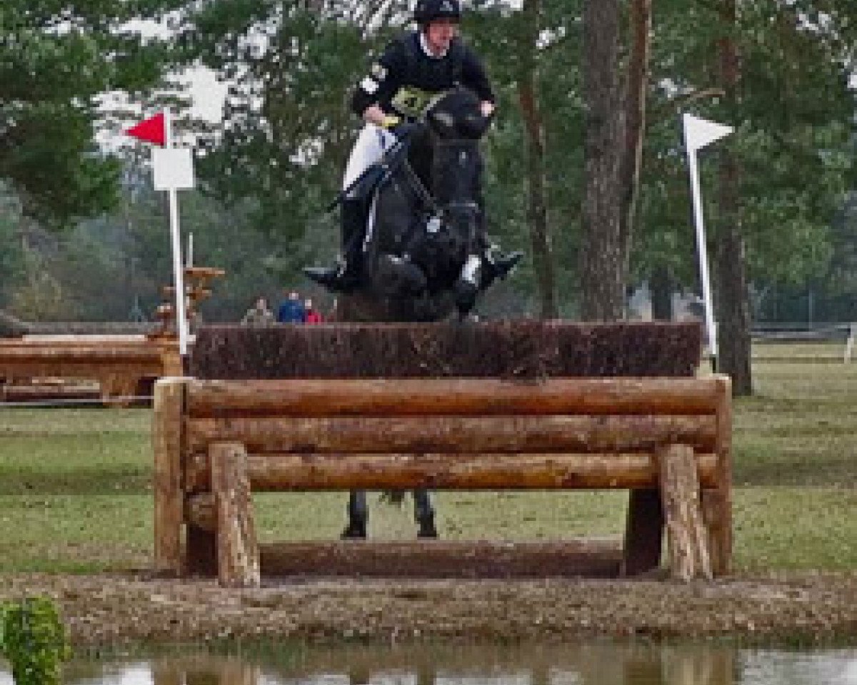 stallion Log In (Holsteiner, 2005, from Locato)