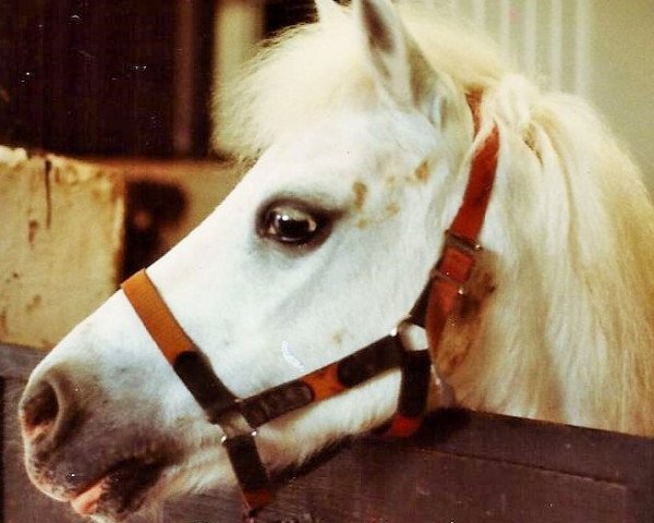 broodmare Granada (Welsh mountain pony (SEK.A), 1966, from Gretton Boy Blue)